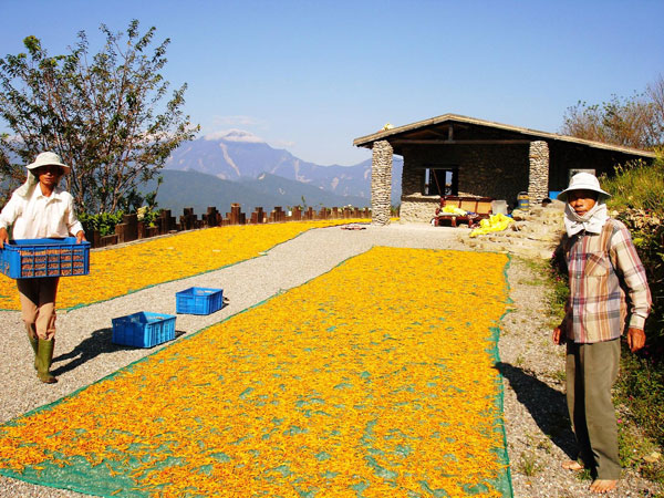村民正以大面積曬著今年採收的金針花。
